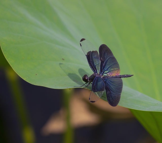 Free download dragonfly insect stem wings plant free picture to be edited with GIMP free online image editor
