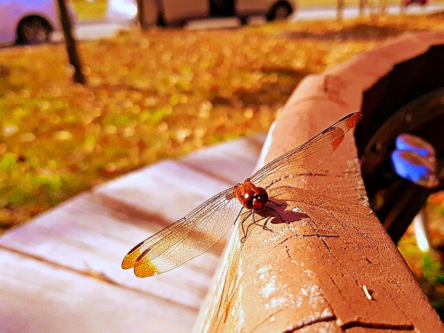 Download grátis Dragonfly Insects Wing - foto ou imagem grátis para ser editada com o editor de imagens online GIMP
