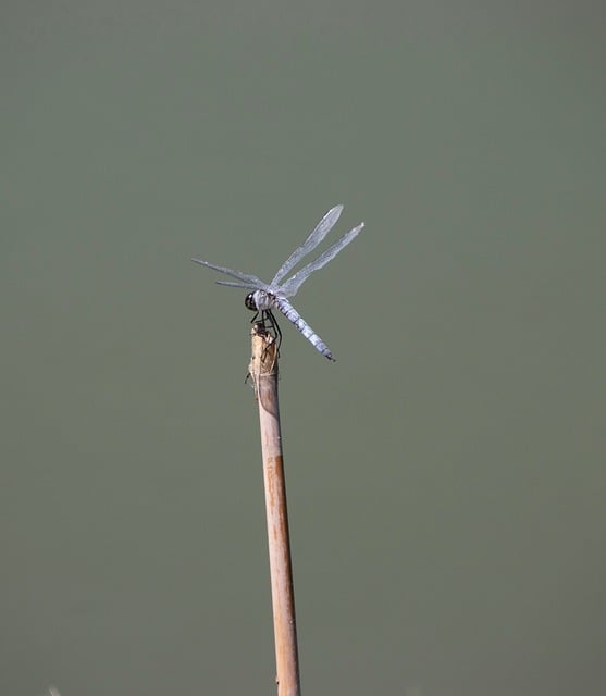 Free download dragonfly insect wings entomology free picture to be edited with GIMP free online image editor