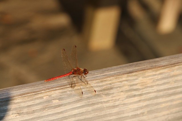 Free download Dragonfly Lake Insect -  free photo or picture to be edited with GIMP online image editor