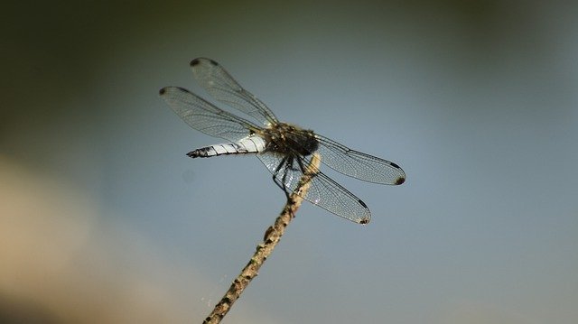 Kostenloser Download Dragonfly Lake Nature - kostenloses Foto oder Bild zur Bearbeitung mit GIMP Online-Bildbearbeitung