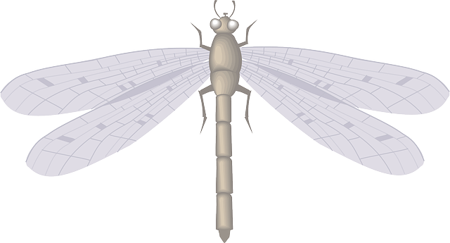 Free download Dragon Fly Large - Free vector graphic on Pixabay free illustration to be edited with GIMP free online image editor