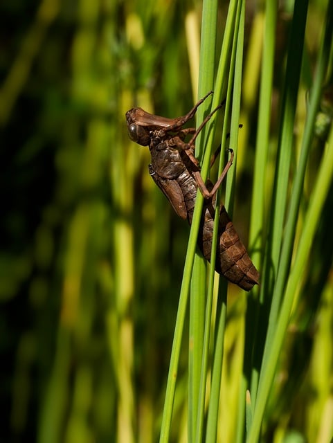 Free download dragon fly larva insect puppet free picture to be edited with GIMP free online image editor