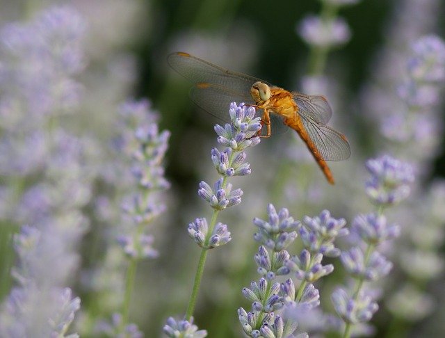 Free download Dragonfly Lavender Insecta free photo template to be edited with GIMP online image editor