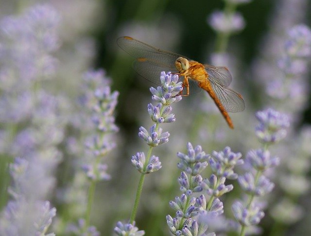 Descargue gratis la plantilla de fotos gratis Dragonfly Lavender Insecta para editar con el editor de imágenes en línea GIMP