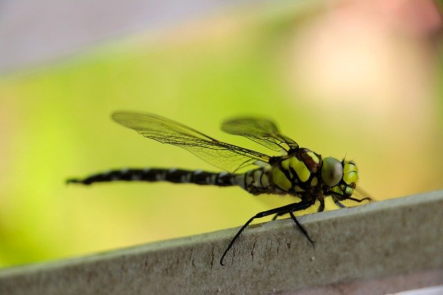 Descarga gratuita Dragonfly Macro Insect Photo Close - foto o imagen gratuita para editar con el editor de imágenes en línea GIMP