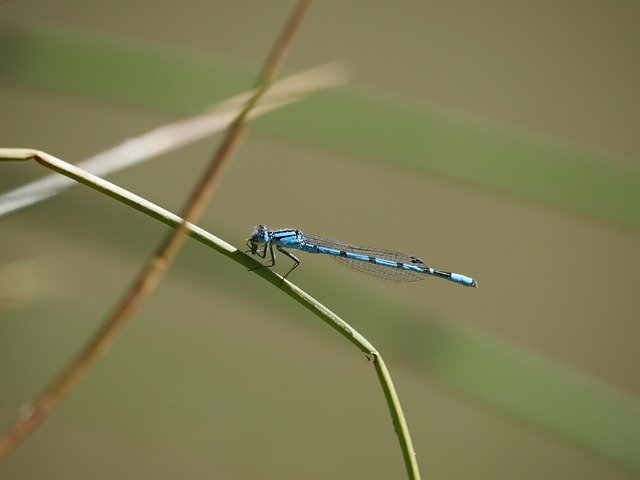 Free download Dragonfly Macro Wing -  free photo or picture to be edited with GIMP online image editor