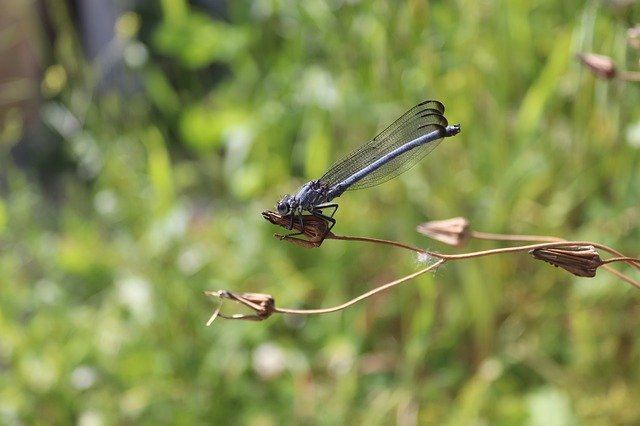 Muat turun percuma Dragonfly Nature - foto atau gambar percuma percuma untuk diedit dengan editor imej dalam talian GIMP