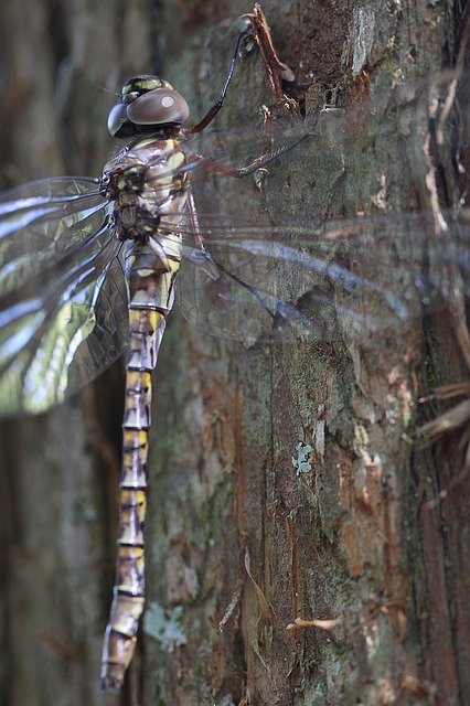 Unduh gratis Dragonfly Nature Insect - foto atau gambar gratis untuk diedit dengan editor gambar online GIMP