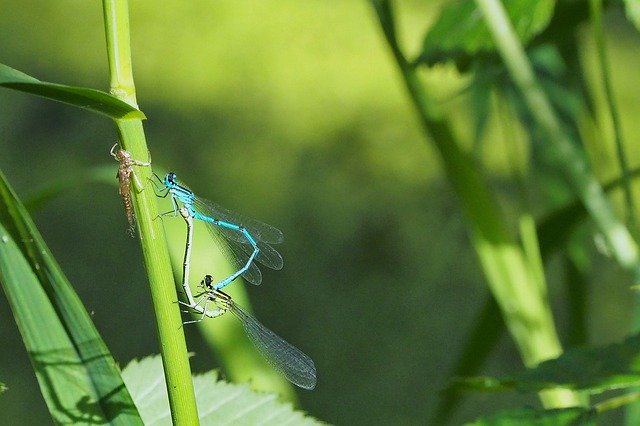 Скачать бесплатно Dragonfly Nature Insect Close - бесплатное фото или изображение для редактирования с помощью онлайн-редактора изображений GIMP