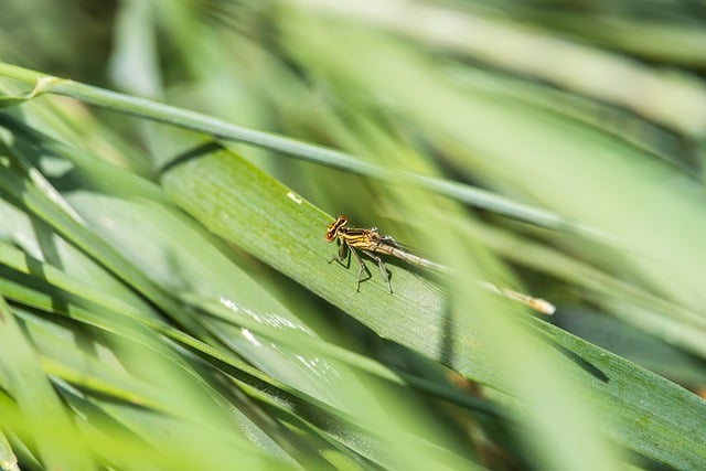 Free download dragonfly nature insect entomology free picture to be edited with GIMP free online image editor