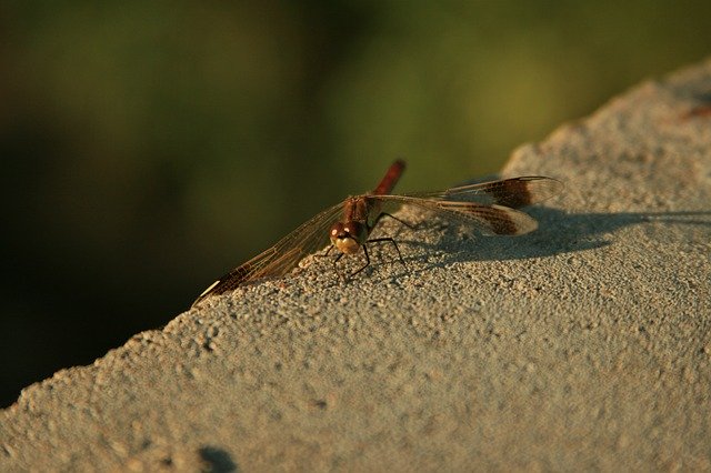 Free download Dragonfly Nature Insects -  free photo or picture to be edited with GIMP online image editor