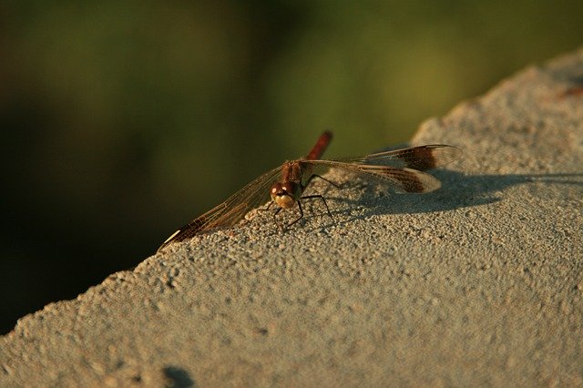 Baixe grátis Dragonfly Nature Insects - foto ou imagem gratuita para ser editada com o editor de imagens online GIMP