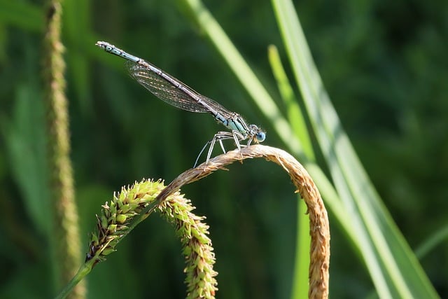 Free download dragonfly nature insect wings blue free picture to be edited with GIMP free online image editor