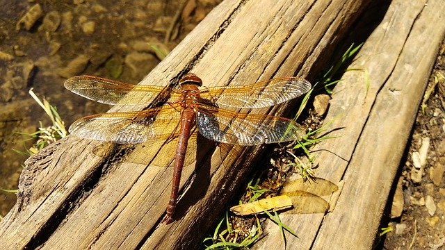 Free picture Dragonfly Nature Mountain -  to be edited by GIMP free image editor by OffiDocs