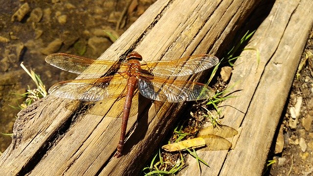 Free download Dragonfly Nature Mountain -  free photo or picture to be edited with GIMP online image editor