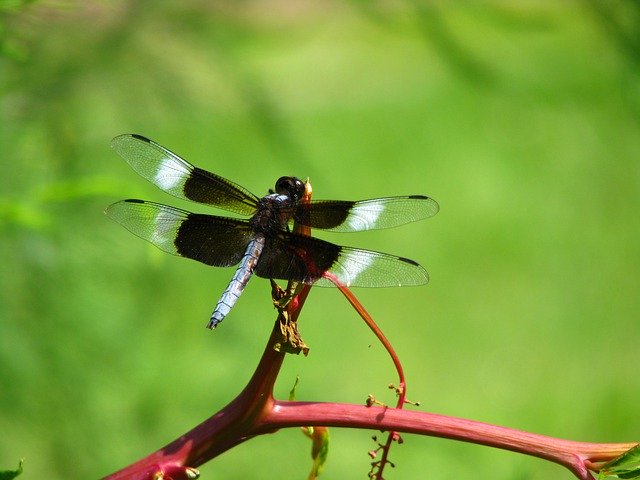 Free picture Dragonfly Nature Wings -  to be edited by GIMP free image editor by OffiDocs