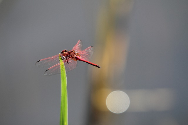 Free download dragonfly okavango africa bo free picture to be edited with GIMP free online image editor