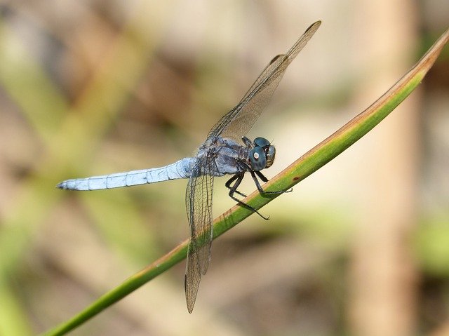 Free download Dragonfly Orthetrum Brunneum Blue -  free photo or picture to be edited with GIMP online image editor