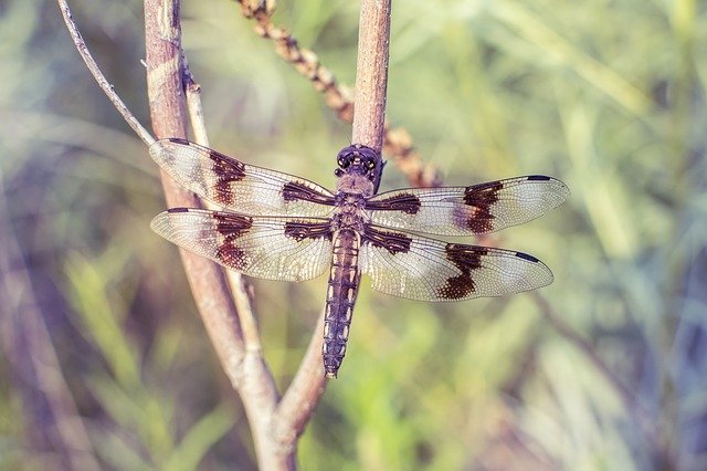 Free download dragonfly perch dragon fly insect free picture to be edited with GIMP free online image editor