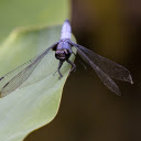 Dragonfly perched on a leaf  screen for extension Chrome web store in OffiDocs Chromium