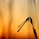 Dragonfly perched on top of tree  screen for extension Chrome web store in OffiDocs Chromium