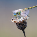 Dragonfly perches on dried flowers  screen for extension Chrome web store in OffiDocs Chromium