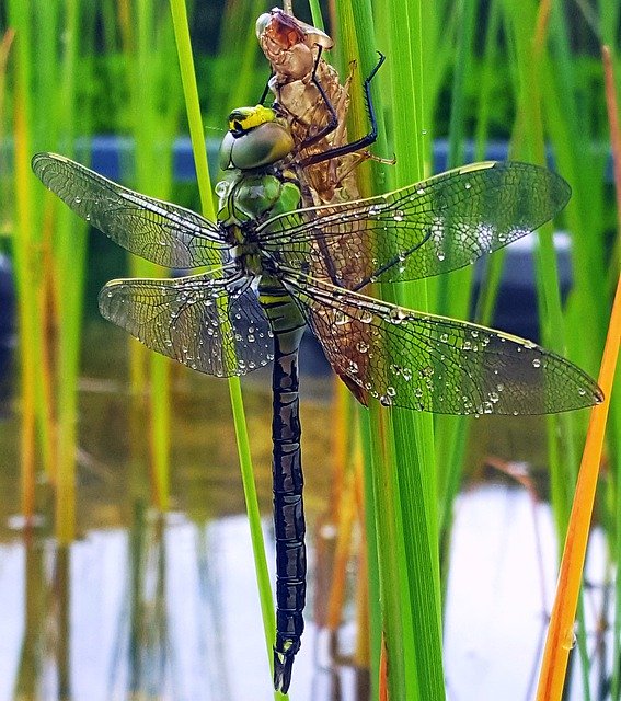 Free download Dragonfly Pond Garden -  free photo or picture to be edited with GIMP online image editor