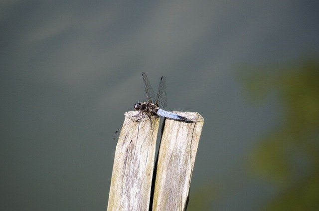 Free download Dragonfly Post Pond -  free photo or picture to be edited with GIMP online image editor