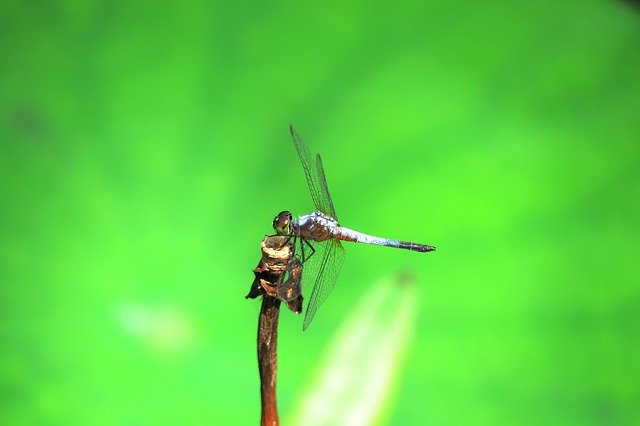 Free download Dragonfly Quentin Chong Summer -  free photo or picture to be edited with GIMP online image editor