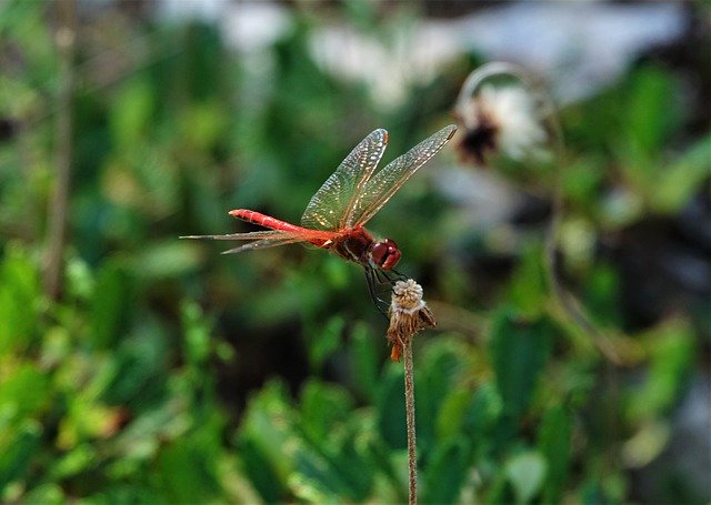 Free download Dragonfly Red Animal -  free photo or picture to be edited with GIMP online image editor