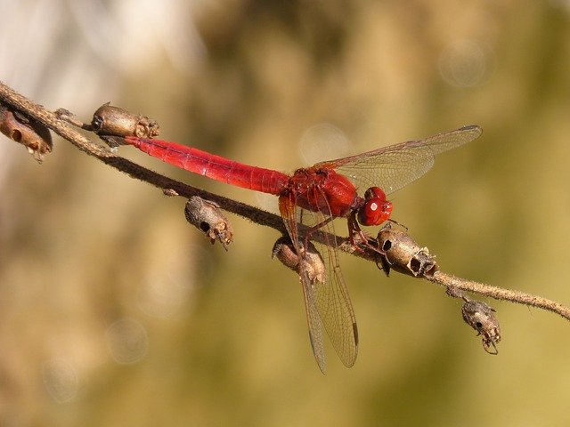 Free picture Dragonfly Red Erythraea -  to be edited by GIMP free image editor by OffiDocs