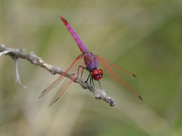 Descarga gratuita Dragonfly Red Garnet: foto o imagen gratuita para editar con el editor de imágenes en línea GIMP