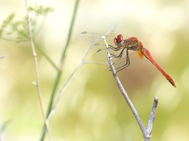 Download gratuito Dragonfly Red Greenery - foto o immagine gratuita da modificare con l'editor di immagini online di GIMP