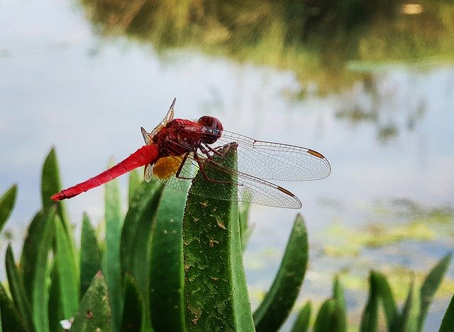 Descarga gratuita Dragonfly Red Wing: foto o imagen gratuita para editar con el editor de imágenes en línea GIMP