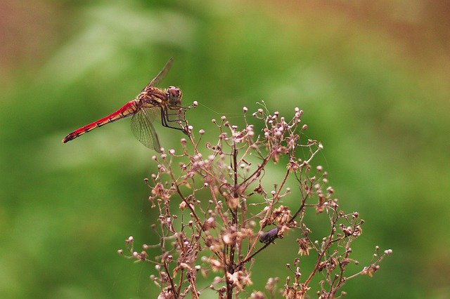 Gratis download Dragon Fly Red Yellow - gratis foto of afbeelding om te bewerken met GIMP online afbeeldingseditor