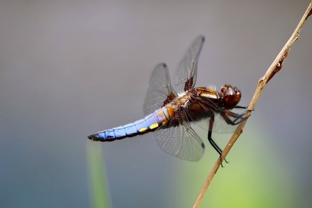 Free download dragon fly sailing dragonfly free picture to be edited with GIMP free online image editor