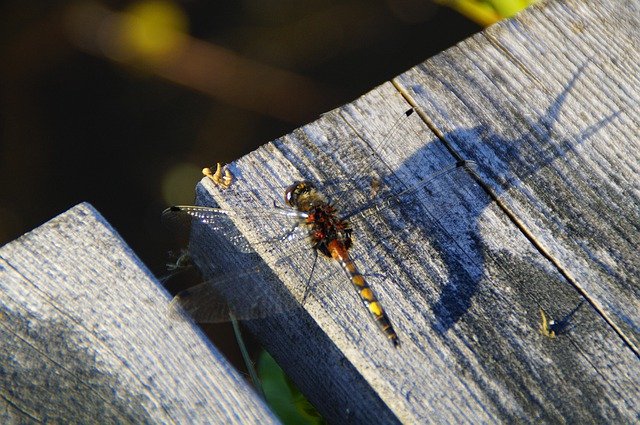 Unduh gratis Dragonfly Shadow Insect - foto atau gambar gratis untuk diedit dengan editor gambar online GIMP