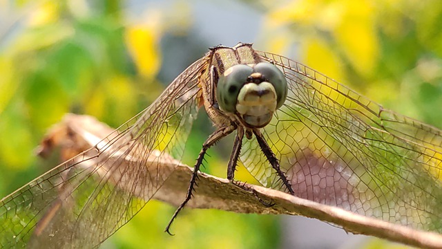 Descărcare gratuită libelulă skimmer insectă animal imagine gratuită pentru a fi editată cu editorul de imagini online gratuit GIMP