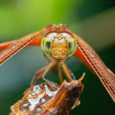 Dragonfly sucks nectar  screen for extension Chrome web store in OffiDocs Chromium