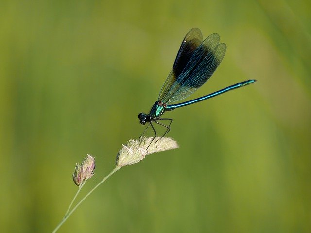 Descarga gratuita Dragonfly Summer Insect: foto o imagen gratuita para editar con el editor de imágenes en línea GIMP