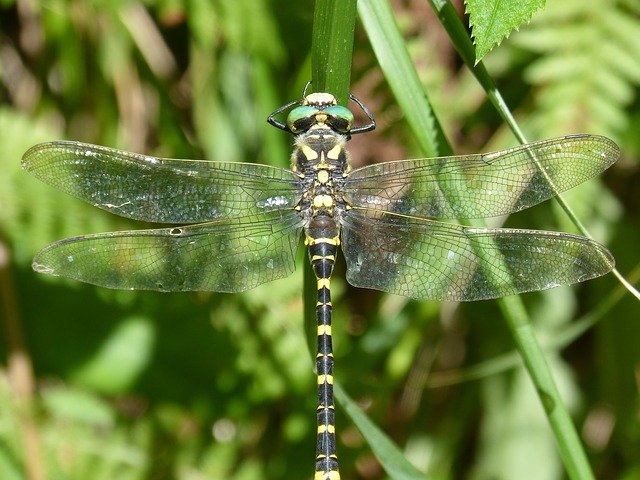 Free download Dragonfly Tiger -  free photo or picture to be edited with GIMP online image editor