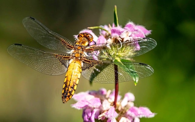 Free download dragonfly unequal winged dragonfly free picture to be edited with GIMP free online image editor