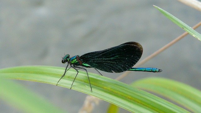 Free download Dragonfly Water Insect -  free free photo or picture to be edited with GIMP online image editor
