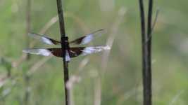 Free download Dragonfly Widow Skimmer Libellula -  free video to be edited with OpenShot online video editor