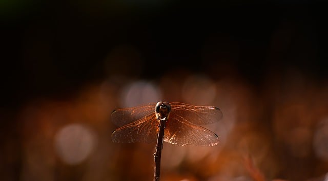 Free download dragonfly wings insect entomology free picture to be edited with GIMP free online image editor