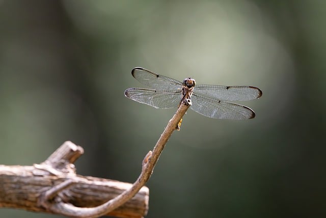 Free download dragonfly wings perched branch free picture to be edited with GIMP free online image editor