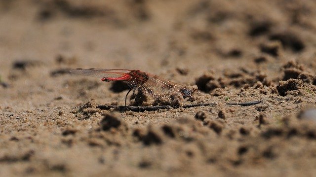 Muat turun percuma Dragonfly Wing Veins - foto atau gambar percuma untuk diedit dengan editor imej dalam talian GIMP