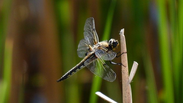 Descarga gratuita Dragonfly Winnipeg Manitoba - foto o imagen gratuita para editar con el editor de imágenes en línea GIMP