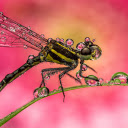 Dragonfly with Wet Wings  screen for extension Chrome web store in OffiDocs Chromium